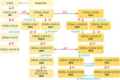 Microalgal polyunsaturated fatty acids: Hotspots and production techniques